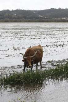 Agricultura regista prejuízos massivos de 500 milhões de euros com mau tempo e apoios ainda não chegaram